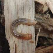 ヒメ日記 2025/07/22 20:17 投稿 佐野つかさ セクシーキャット 神田店