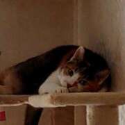 ヒメ日記 2025/08/06 16:08 投稿 佐野つかさ セクシーキャット 神田店