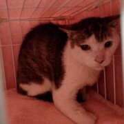 ヒメ日記 2025/08/07 12:23 投稿 佐野つかさ セクシーキャット 神田店