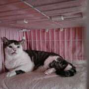 ヒメ日記 2025/08/29 14:07 投稿 佐野つかさ セクシーキャット 神田店