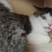 ヒメ日記 2025/09/03 19:59 投稿 佐野つかさ セクシーキャット 神田店