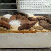 ヒメ日記 2025/09/05 13:34 投稿 佐野つかさ セクシーキャット 神田店