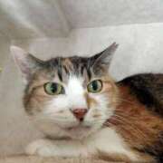 ヒメ日記 2025/09/06 20:48 投稿 佐野つかさ セクシーキャット 神田店