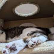 ヒメ日記 2025/09/10 13:39 投稿 佐野つかさ セクシーキャット 神田店