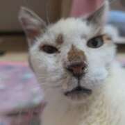 ヒメ日記 2025/09/14 23:03 投稿 佐野つかさ セクシーキャット 神田店