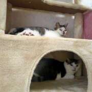 ヒメ日記 2025/10/02 19:36 投稿 佐野つかさ セクシーキャット 神田店