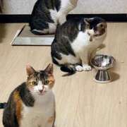 ヒメ日記 2025/10/10 13:35 投稿 佐野つかさ セクシーキャット 神田店