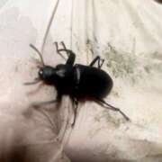 ヒメ日記 2025/10/12 01:36 投稿 佐野つかさ セクシーキャット 神田店