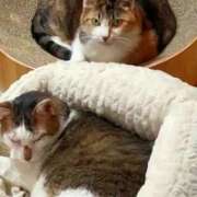 ヒメ日記 2025/11/02 19:23 投稿 佐野つかさ セクシーキャット 神田店