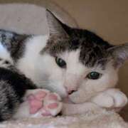 ヒメ日記 2025/11/05 19:54 投稿 佐野つかさ セクシーキャット 神田店