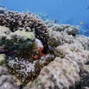 ヒメ日記 2025/11/15 17:23 投稿 佐野つかさ セクシーキャット 神田店