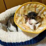 ヒメ日記 2025/11/20 12:02 投稿 佐野つかさ セクシーキャット 神田店