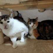 佐野つかさ ビビリとジャンボ セクシーキャット 神田店