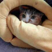 佐野つかさ ヒビリ セクシーキャット 神田店