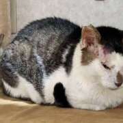 佐野つかさ サバ抜糸 セクシーキャット 神田店