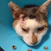 佐野つかさ サバ セクシーキャット 神田店