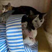 佐野つかさ ねこ団子 セクシーキャット 神田店