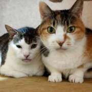 佐野つかさ 名ばかりジャンボ セクシーキャット 神田店