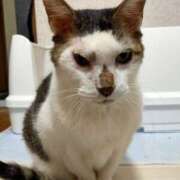 ヒメ日記 2025/12/26 20:59 投稿 佐野つかさ セクシーキャット 神田店