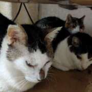 ヒメ日記 2026/01/08 13:30 投稿 佐野つかさ セクシーキャット 神田店