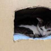 ヒメ日記 2026/02/05 12:07 投稿 佐野つかさ セクシーキャット 神田店