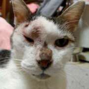 ヒメ日記 2026/02/18 21:05 投稿 佐野つかさ セクシーキャット 神田店