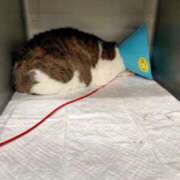 ヒメ日記 2026/02/25 15:45 投稿 佐野つかさ セクシーキャット 神田店