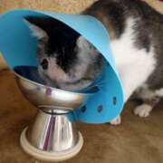 ヒメ日記 2026/02/26 13:55 投稿 佐野つかさ セクシーキャット 神田店