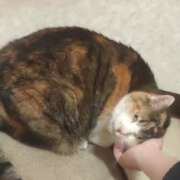 ヒメ日記 2026/02/27 18:09 投稿 佐野つかさ セクシーキャット 神田店