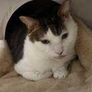 ヒメ日記 2026/02/28 22:47 投稿 佐野つかさ セクシーキャット 神田店