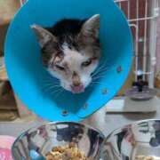 ヒメ日記 2026/03/01 17:55 投稿 佐野つかさ セクシーキャット 神田店