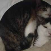 ヒメ日記 2026/03/04 15:07 投稿 佐野つかさ セクシーキャット 神田店