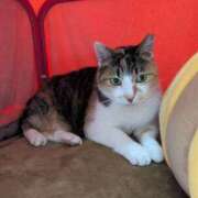 ヒメ日記 2026/03/12 14:43 投稿 佐野つかさ セクシーキャット 神田店