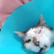 ヒメ日記 2026/03/13 13:37 投稿 佐野つかさ セクシーキャット 神田店