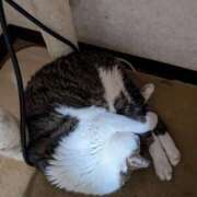 ヒメ日記 2026/03/14 16:54 投稿 佐野つかさ セクシーキャット 神田店