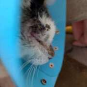 ヒメ日記 2026/03/15 21:24 投稿 佐野つかさ セクシーキャット 神田店