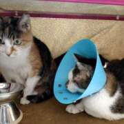 ヒメ日記 2026/03/19 21:17 投稿 佐野つかさ セクシーキャット 神田店