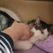 ヒメ日記 2026/03/22 15:00 投稿 佐野つかさ セクシーキャット 神田店