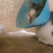 ヒメ日記 2026/03/27 15:52 投稿 佐野つかさ セクシーキャット 神田店