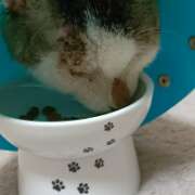 ヒメ日記 2026/04/04 12:33 投稿 佐野つかさ セクシーキャット 神田店