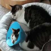 ヒメ日記 2026/04/05 17:26 投稿 佐野つかさ セクシーキャット 神田店