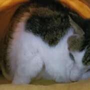 ヒメ日記 2026/04/11 17:18 投稿 佐野つかさ セクシーキャット 神田店