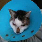 佐野つかさ 今日のサバ セクシーキャット 神田店