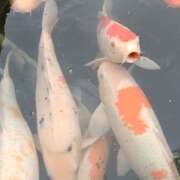 ヒメ日記 2026/04/22 15:10 投稿 佐野つかさ セクシーキャット 神田店