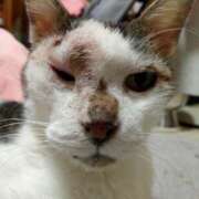 ヒメ日記 2026/04/24 13:26 投稿 佐野つかさ セクシーキャット 神田店