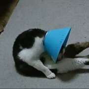 ヒメ日記 2026/04/29 18:13 投稿 佐野つかさ セクシーキャット 神田店