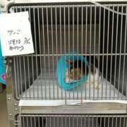 ヒメ日記 2026/07/31 15:50 投稿 佐野つかさ セクシーキャット 神田店