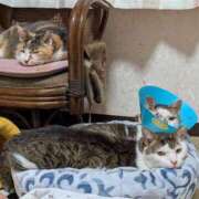 佐野つかさ 老猫トリオ セクシーキャット 神田店