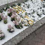 ヒメ日記 2025/03/19 21:50 投稿 和久井 上野CLUB A(クラブ エー)