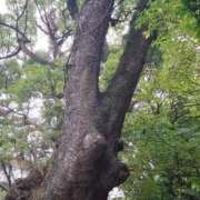 ヒメ日記 2025/11/01 12:57 投稿 あかね 桃李（とうり）